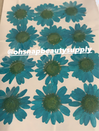 Ocean - Large Dried Flowers