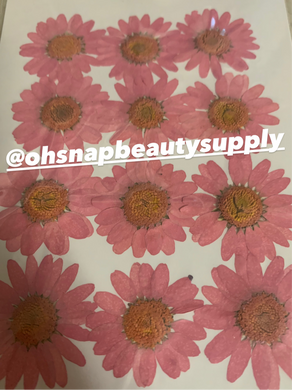 Pink - Large Dried Flowers