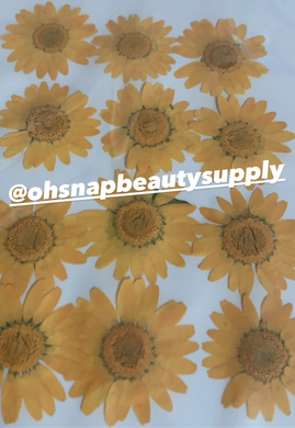 Honey Gold - Large Dried Flowers