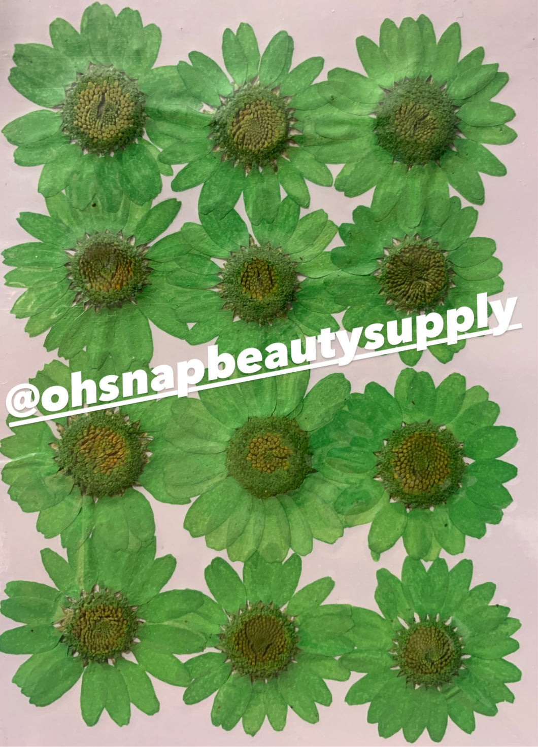 Green - Large Dried Flowers