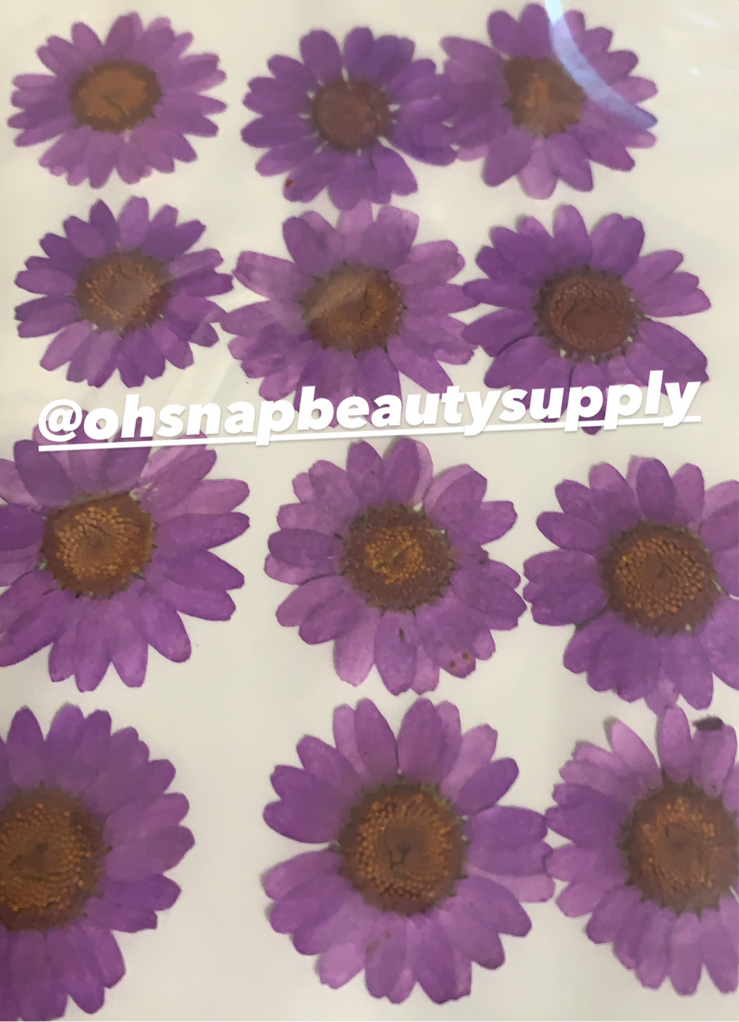 Purple - Large Dried Flowers