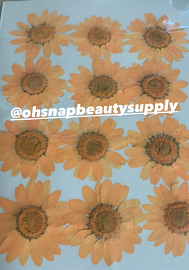 Orange - Large Dried Flowers