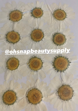 White - Large Dried Flowers